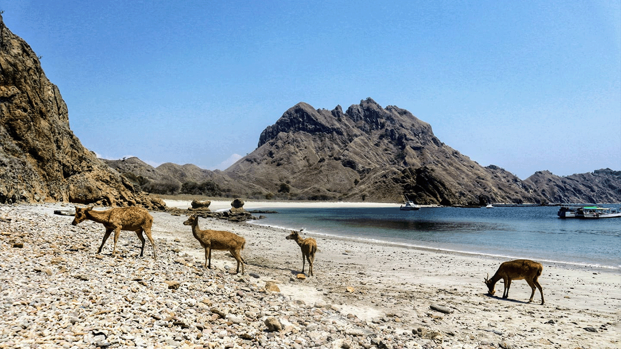 Pulau Padar : Pesona Perbukitan dan Pantai Memukau di Taman Nasional Komodo